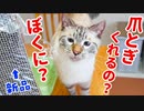 猫は新しい爪とぎを気に入ってくれるでしょうか？