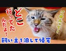 甘えさせろ〜！と怒りまくる猫と再会して必死に謝った結果…