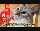久しぶりに再会した猫が野獣化して襲いかかってきました…