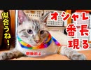 うちの猫、マフラーが似合いすぎてます…