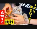 暴れ猫の爪を切ってみた結果…