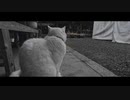 【雨ふり】梅宮大社の梅の花