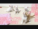 保護子猫4姉弟、最初の里親トライアルが決まるも…