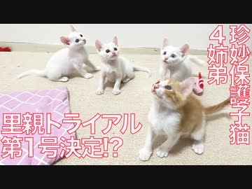 保護子猫4姉弟、最初の里親トライアルが決まるも…