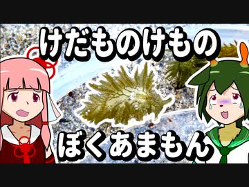 【琴葉姉妹の浜歩き】けだ ものけ もの　ぼくあまもん【VOICEROIDウミウシ解説】