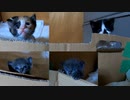 顔を出す子猫たちがすごく可愛い【落ちないようダンボール壁の補修】