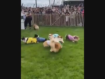 ホモと見る制御不能なコーギーレース