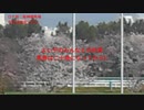UMAJO？競馬予想「2024高松宮記念編」