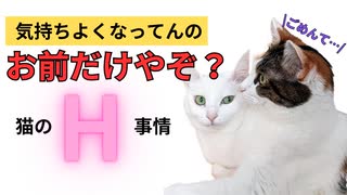 メス猫にとって交尾が辛すぎるワケ人間と猫のS〇Xの違いとは？
