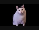 【猫ミーム】huh?猫