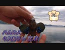 【ハムの人】キス釣り in 宮津