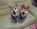 柴犬たち　お座りお願いします！