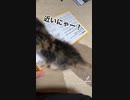 臭いフェチな我が愛猫