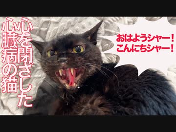 心を閉ざした心臓病の猫、突然の心変わりの夏
