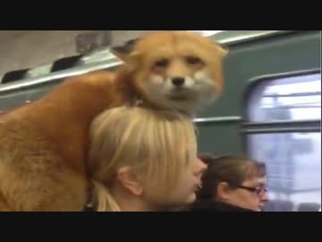 めっちゃ可愛いキツネいたんやが