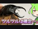 【クワガタ飼育】ミークヒラタクワガタ 産卵セット