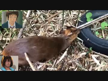 ホモと見る千葉県で大繁殖してしまう謎の動物