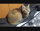 拾いねこ＠生後4248/173日目　上目遣いは強烈ですね！