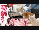 保護子猫保育園、宝石珍獣と未知との遭遇