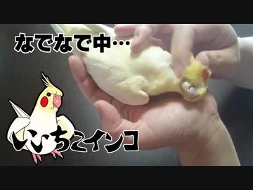 なでなで（2021年4月の様子）