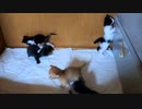 子猫の喧嘩の連鎖はこうして始まる