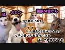 尿路結石になった話（１回目）後日談【猫ミーム】
