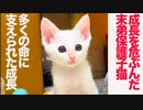 成長を危ぶんだ保護子猫、多くの命に支えられる