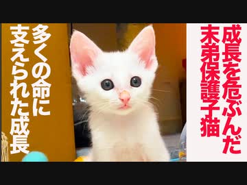成長を危ぶんだ保護子猫、多くの命に支えられる