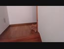 逃げる猫