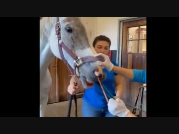 ホモと見る馬の鼻から無限に出てくる謎の物体