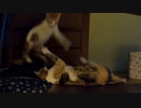 楽しく遊ぶつもりの猫だったが…