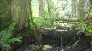 穏やかで神秘的な森／加藤健士朗