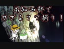 高知県西部でカブトムシ＆クワガタ捕り！