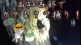 高知県西部でカブトムシ＆クワガタ捕り！