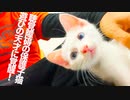 耳が聞こえない保護子猫、遊びの天才に覚醒する