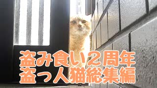 【野良猫】盗み食い２周年…【総集編】