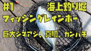 【海上釣り堀】福井県フィッシングレインボーで巨大な真鯛やシマアジ、カンパチ釣れます！