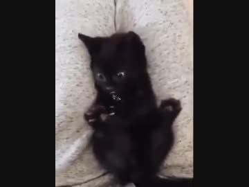 ホモと見る目覚めたら猫に転生していた人