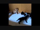 【ショート】驚かせたことに驚いた子猫