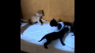 【ショート】驚かせたことに驚いた子猫