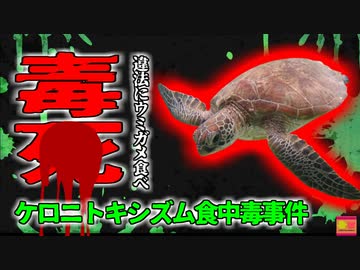 【2024年】「ごちそうだった」違法に食べたほとんど未知の"猛毒ウミガメ"食べた観光者が〇亡 『ケロニトキシズム食中毒事件』【ゆっくり解説】