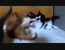 対決する子猫が最後こうなりました【感動のラスト】生後25日目の終わり