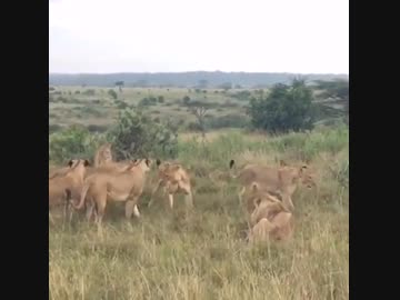 ホモと見る他人の縄張りで居眠りして怒られるライオン