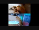 【ショート】子猫の成長は壁を越える
