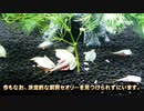 2012年、謎の決意でカブトエビ飼育をはじめたのでございます。#01