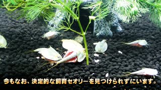 2012年、謎の決意でカブトエビ飼育をはじめたのでございます。#01