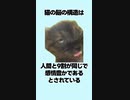 猫に関する雑学に見せかけた猫ミーム