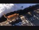 第82位：【猫】雪が解けてきたから散歩した