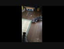 保護してきたネコ　動画まとめ　（product Cats Video Summary）