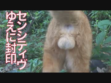 センシティヴ動画の主人公猫、封印とそのあと